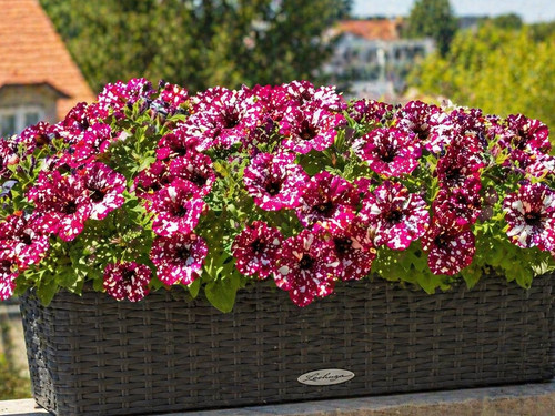 794td petunia night sky - ps,