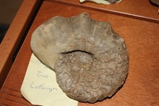 Ceratit ceratites nodosus - ceratit,,