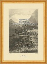 Legföhre latschenkiefer - legföhre,
