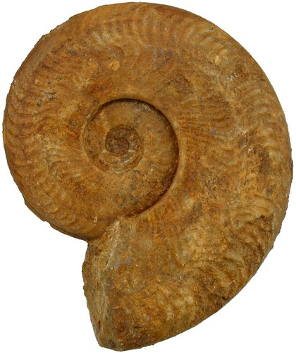 Lias harpoceras falciferum - lias,