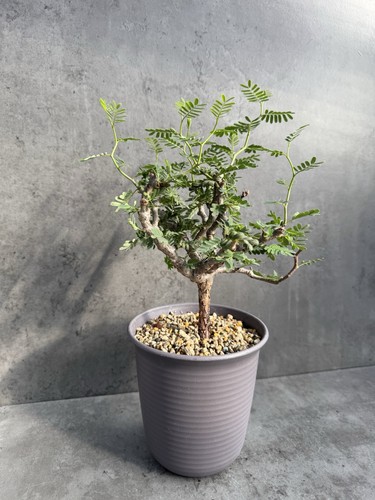Senna meridionalis