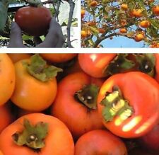 winterharte Kaki virginia - pflegeleichte Blühsträucher Beerenpflanzen Obstbäume