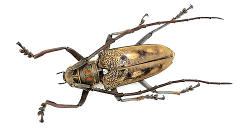 Cerambycidae batocera gigas - cerambycidae,,