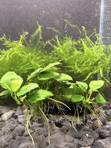 Anubias auf holz wurzel - auf,