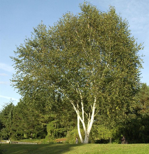 Himalaja birke 100 125cm - himalaja,