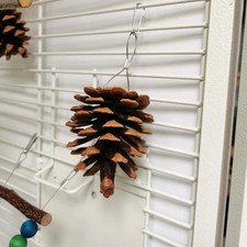Naturholz Tannenzapfen Papagei
