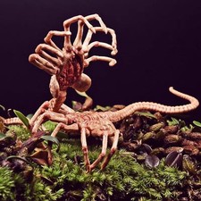 Zubehör Figuren ALIEN Facehugger Chestburster neue Modelle Maßstab 1:6