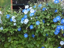 Trichterwinde Prunkwinde blau