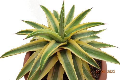 Ableger von agave cornelius - agave,