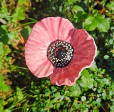 Mohnblüte einfach Blüte