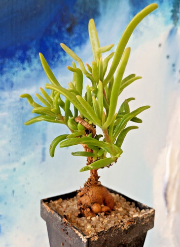 Delosperma napiforme caudex - napiforme,,