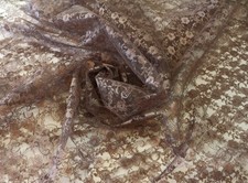 RASCHEL SPITZE Tüllspitze