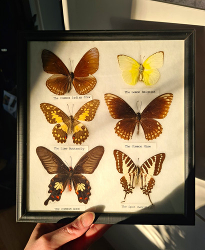 Schmetterling sammlung rahmen - sammlung,