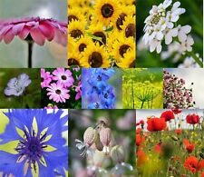 50 qm Blumenwiese Samen Wildblumen mehrjährige Samenmischung 10000+ Samen