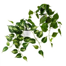 PASCH® Efeu künstlich im