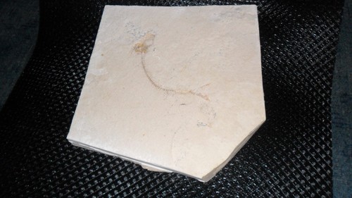 Versteinerungen fossilien - versteinerungen,