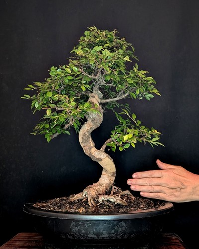 Bonsai chinesische ulme - bonsai,