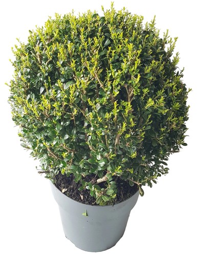 Ilex kugel cm - kugel,