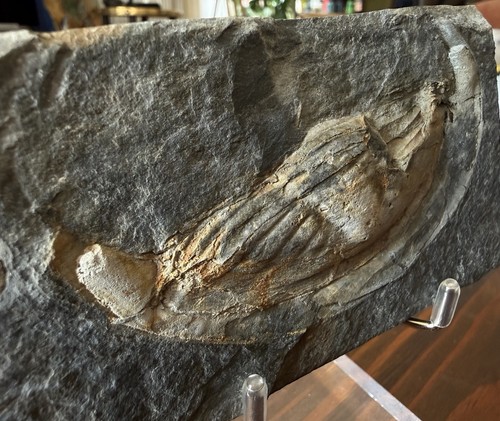 Gerollter trilobit ectillaenus - gerollter,
