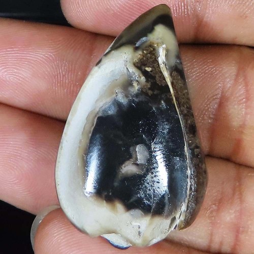 Natürlich fossil schnecke - natürlich,