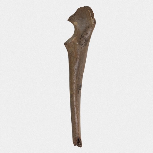 Ulna wildschwein sus - ulna,