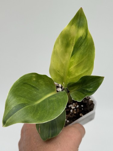 Planttini strelitzia - planttini🌱,