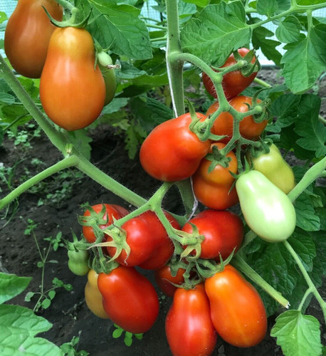Tomatensamen italienische
