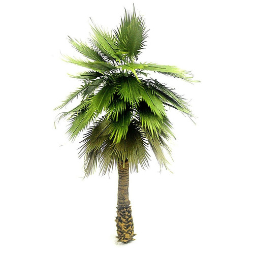 Hochwertige palme dschungel - palme,