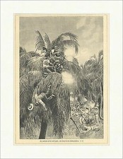 Der Aufstand auf der Insel Cuba Palmen original Holzstich SUPERPREIS X 2301