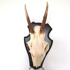 Rehbock Gehörn Geweih