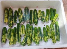 Ariocarpus , Astro. - T