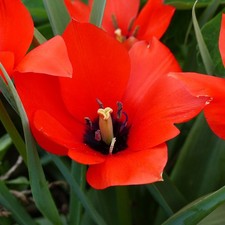 Botanische tulpen linifolia - botanische,