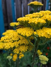 hohe SCHAFGARBE, Staude, gelb