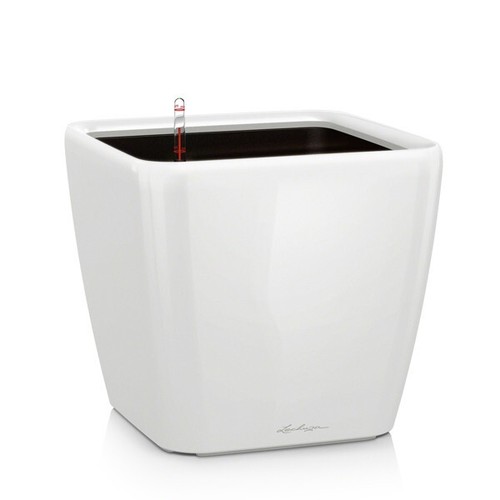 Lechuza quadro 21 - lechuza, ls