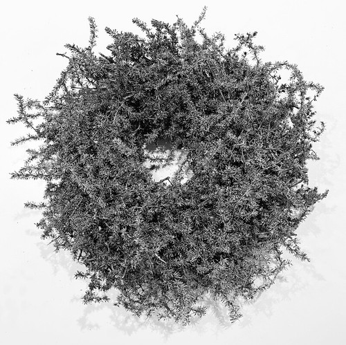 Kranz naturkranz asparagus - kranz,