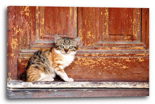 Wandbild katzenbaby getigert - wandbild,