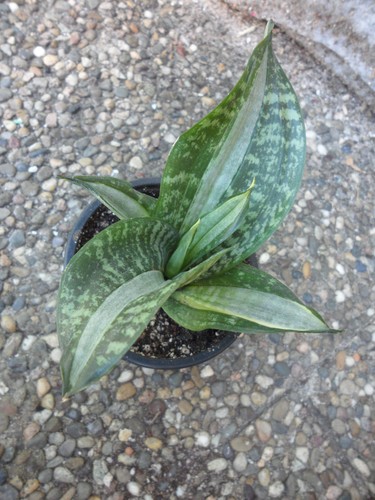 Sansevieria hahnii sticker - sansevieria,