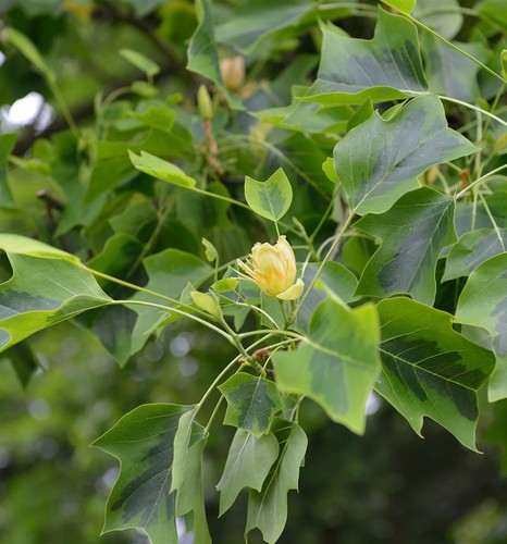 Amerikanischer tulpenbaum - amerikanischer,