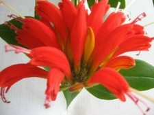 Aeschynanthus exzelent (