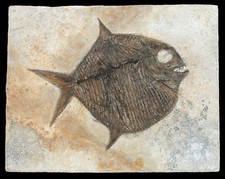 Malm  Gyrodus macrophthalmus