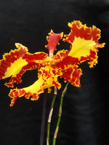 Orchidee psychopsis mariposa - orchidee,