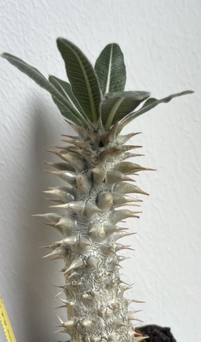 Pachypodium horombense - , 5
