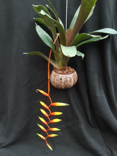 Bromelie vriesea scalaris - scalaris, in