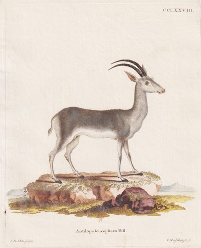 Blaubock antilope bluebuck - blaubock,