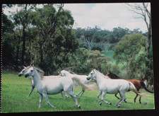 Postkarte Gestüt Mulawa,Araber Pferd,Arabische Pferde,Tiere,AK,Ansichtskarte