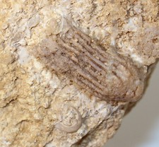 Crinoide, Carpocrinus sp