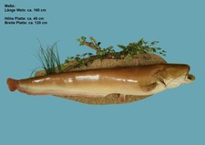 Tierpräparat Fisch Wels (Siluro )