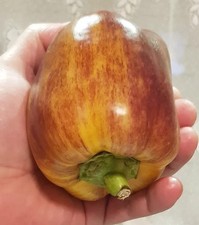 Paprikasamen (7+ Samen); russische Sorte "Bagheera" aus 2025