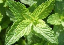 MAROKKANISCHE MINZE 10+ SAMEN