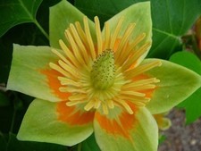 10 Samen Tulpenbaum -